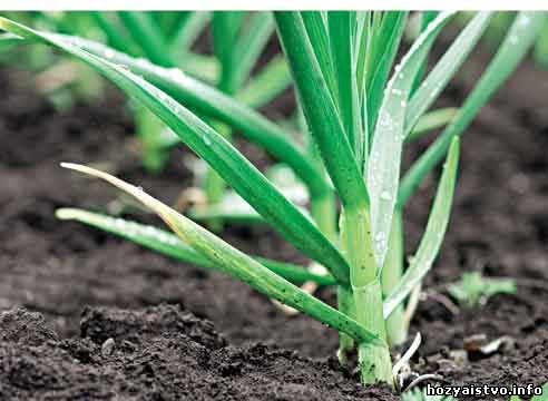 чеснок яровой